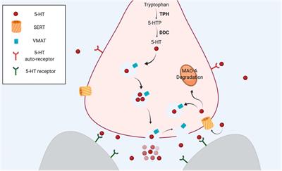 Studying the Contribution of Serotonin to Neurodevelopmental Disorders. Can This Fly?